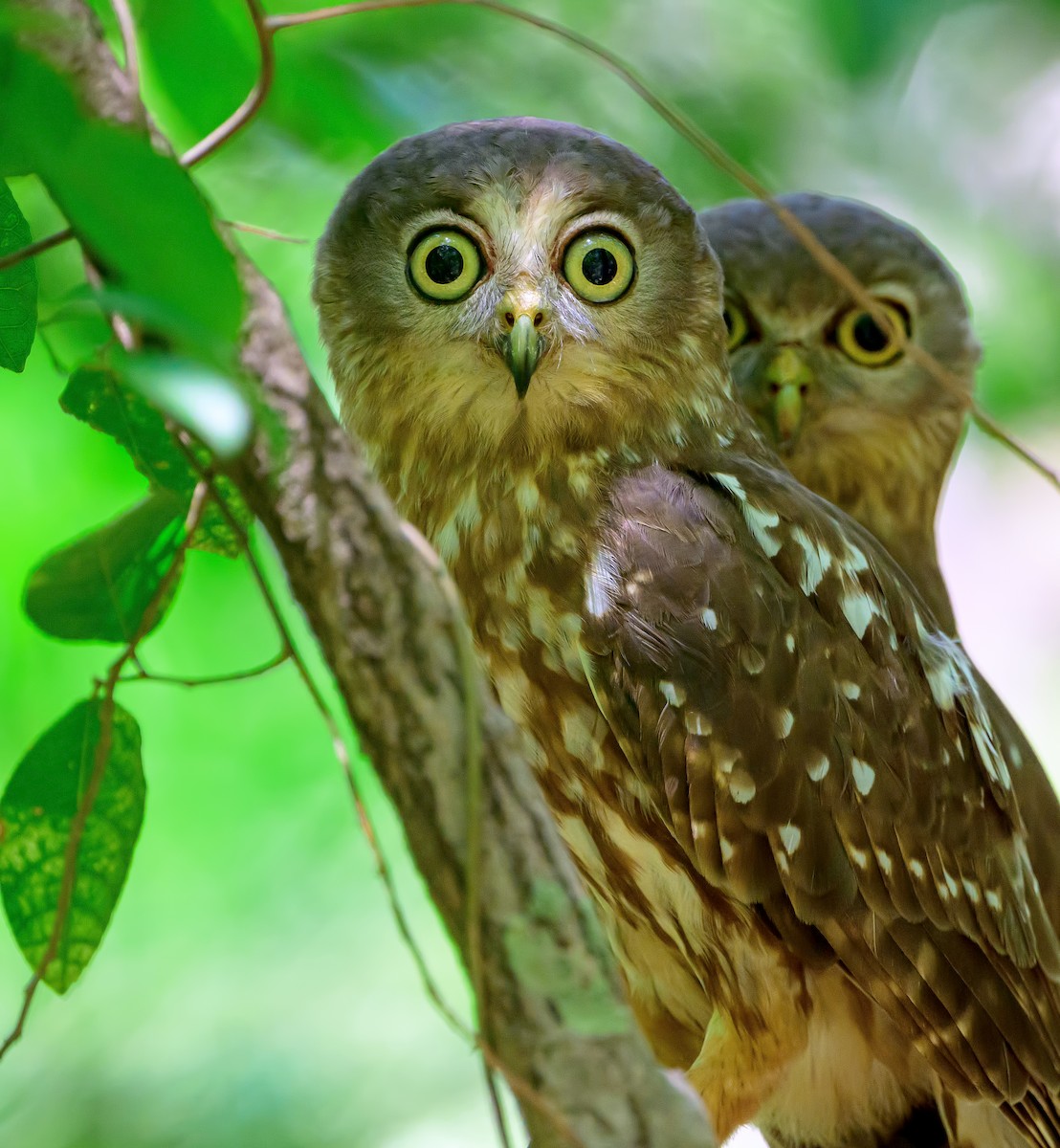 Barking Owl - ML645259830