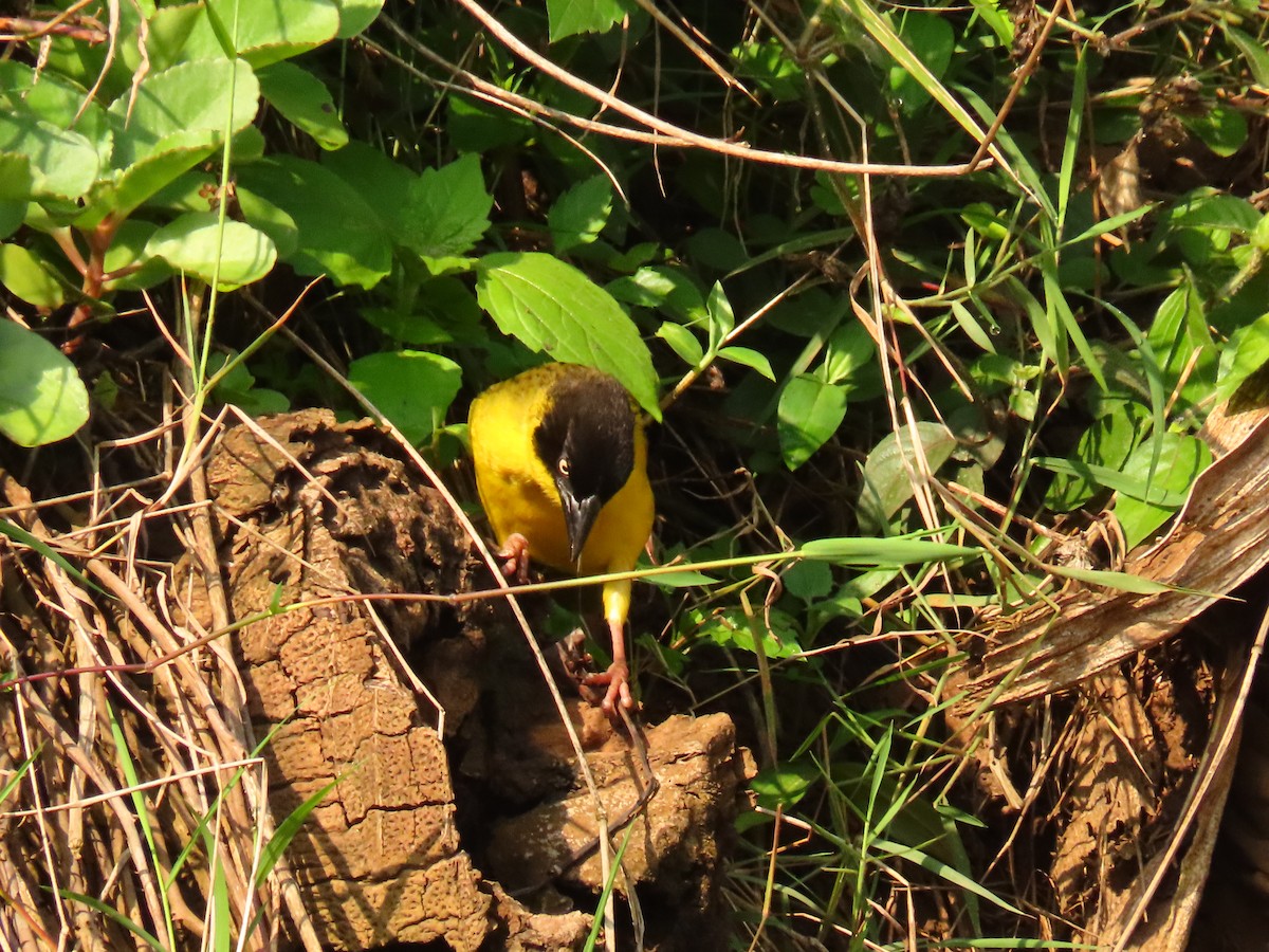 Tejedor Baglafecht - ML645259831