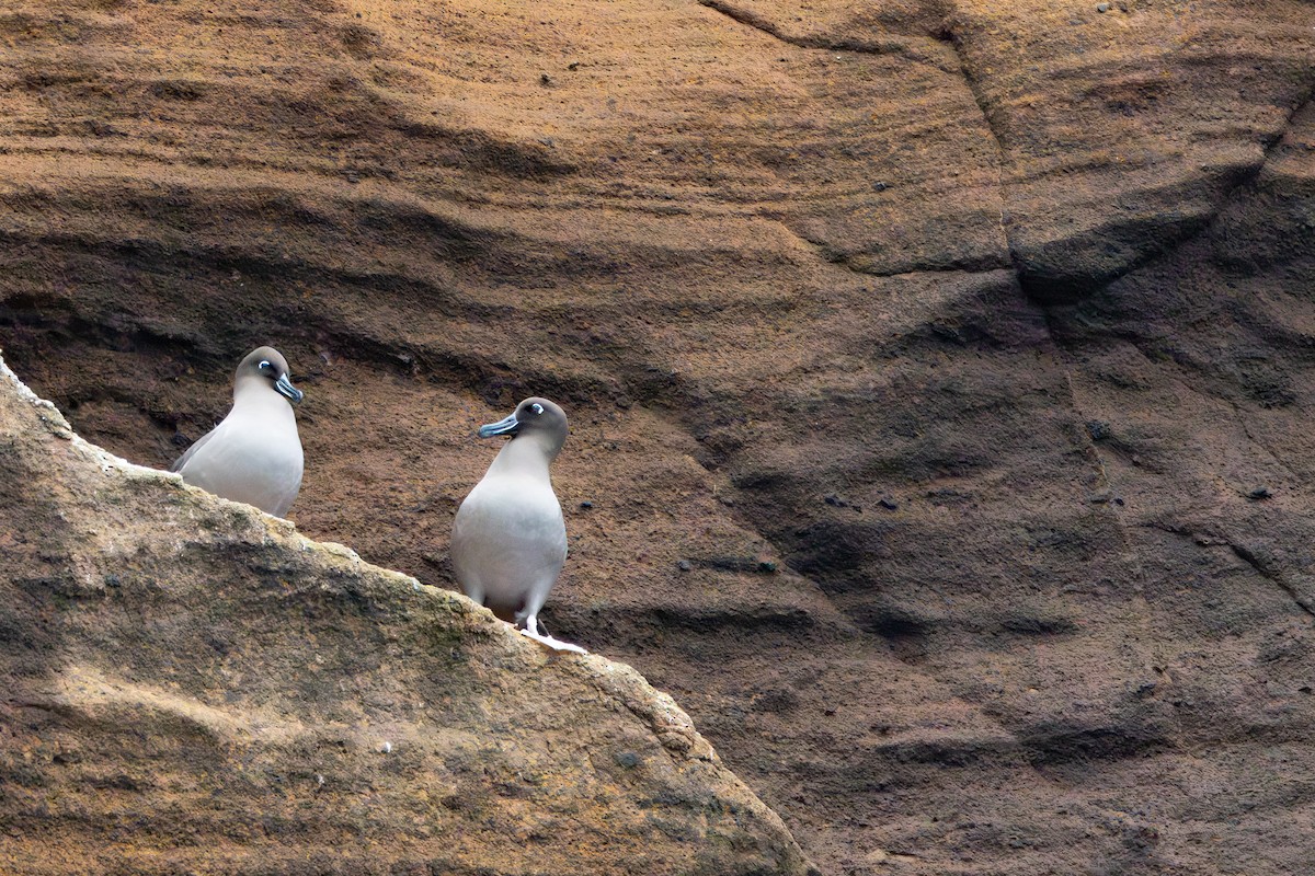 Graumantelalbatros - ML645259832