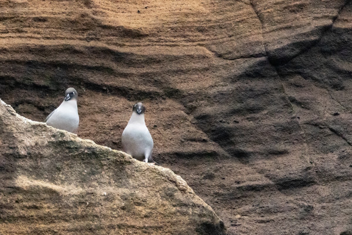 Graumantelalbatros - ML645259835