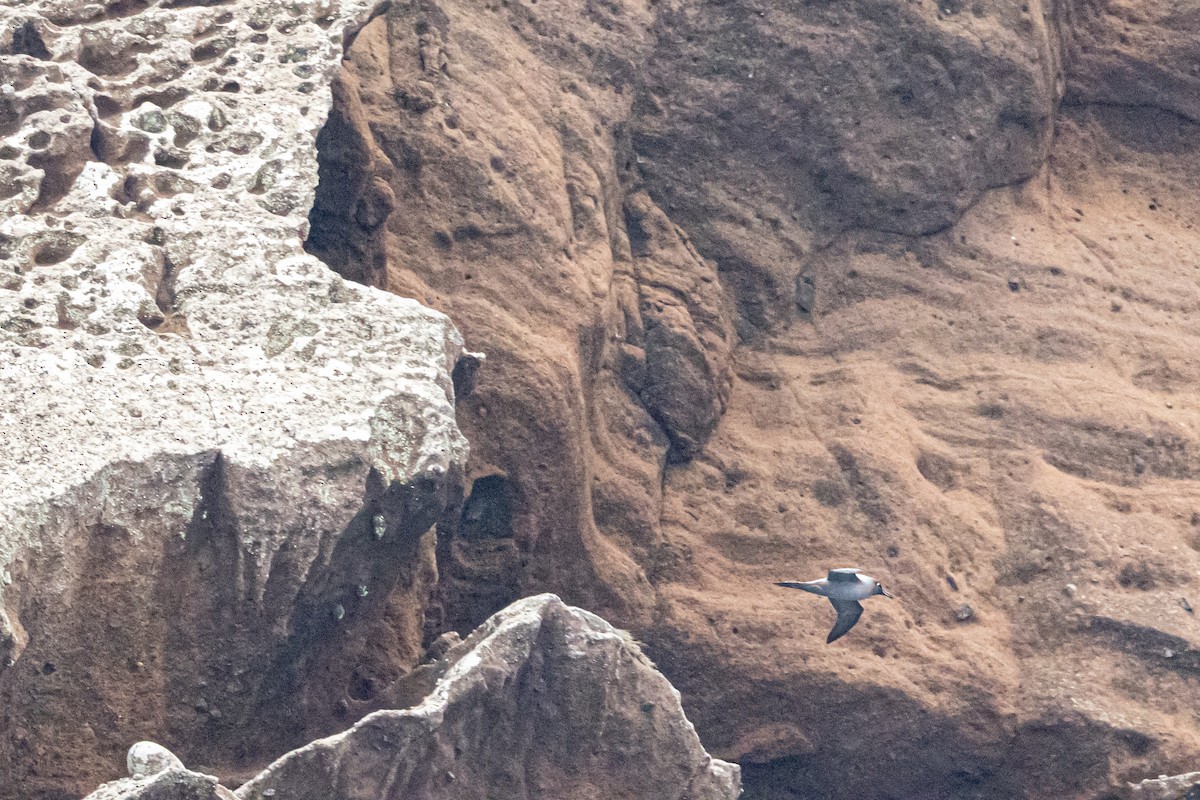 Graumantelalbatros - ML645259846