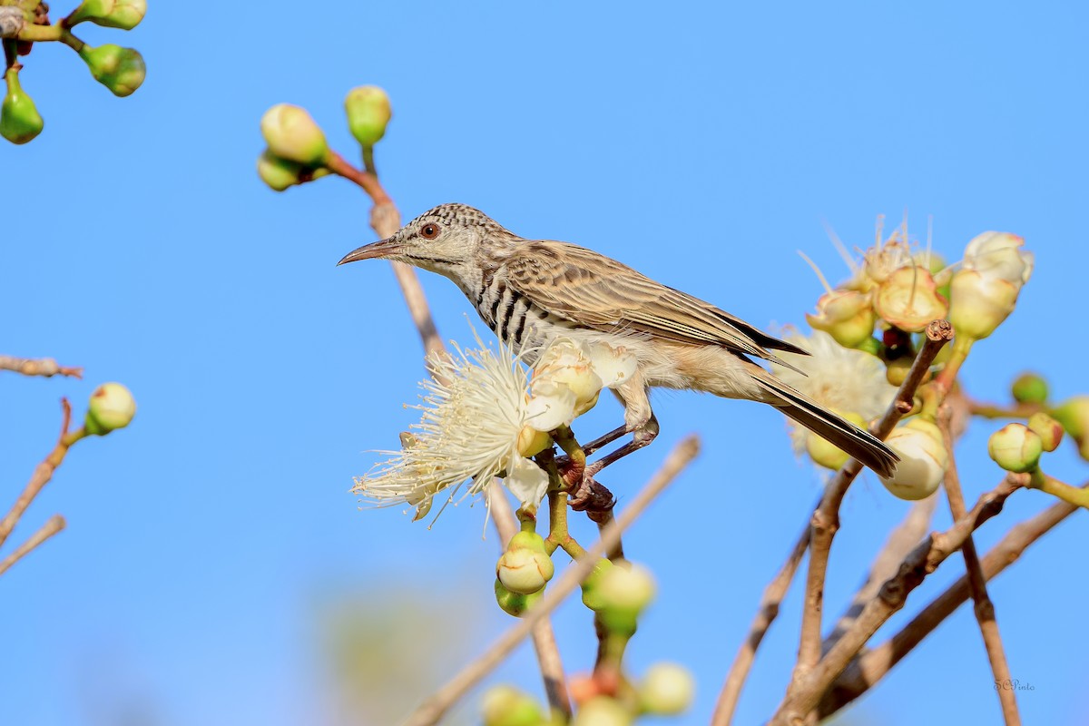 Bar-breasted Honeyeater - ML645259873