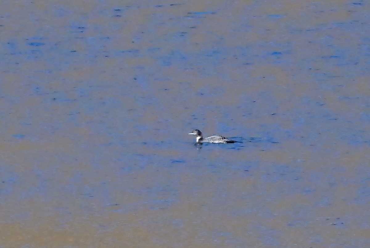 Common Loon - ML645259879
