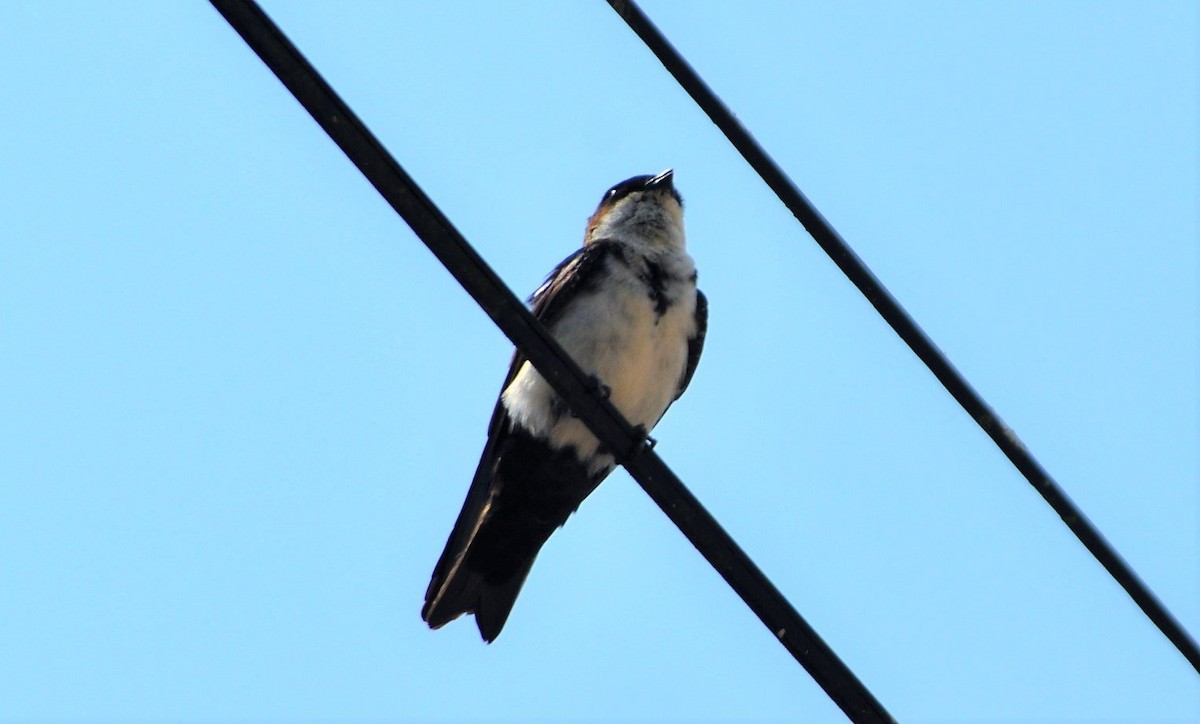 Blue-and-white Swallow - ML645259883