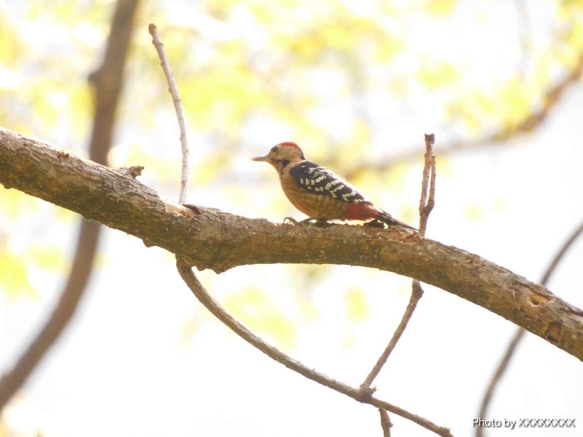 Fulvous-breasted Woodpecker - ML645259886