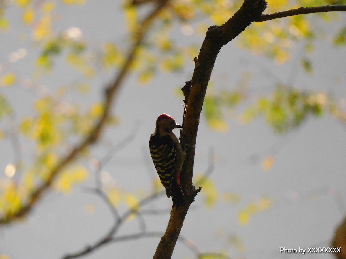 Fulvous-breasted Woodpecker - ML645259887