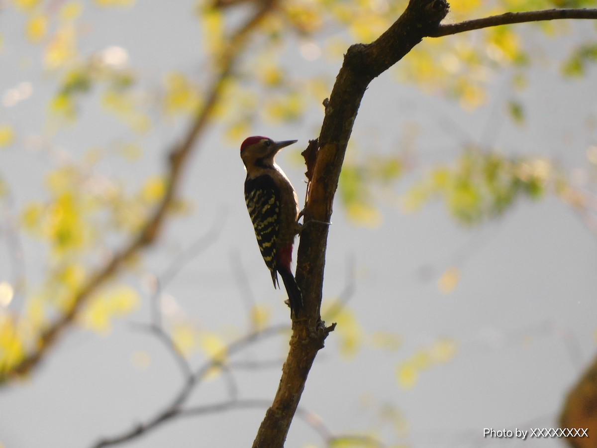 Fulvous-breasted Woodpecker - ML645259888