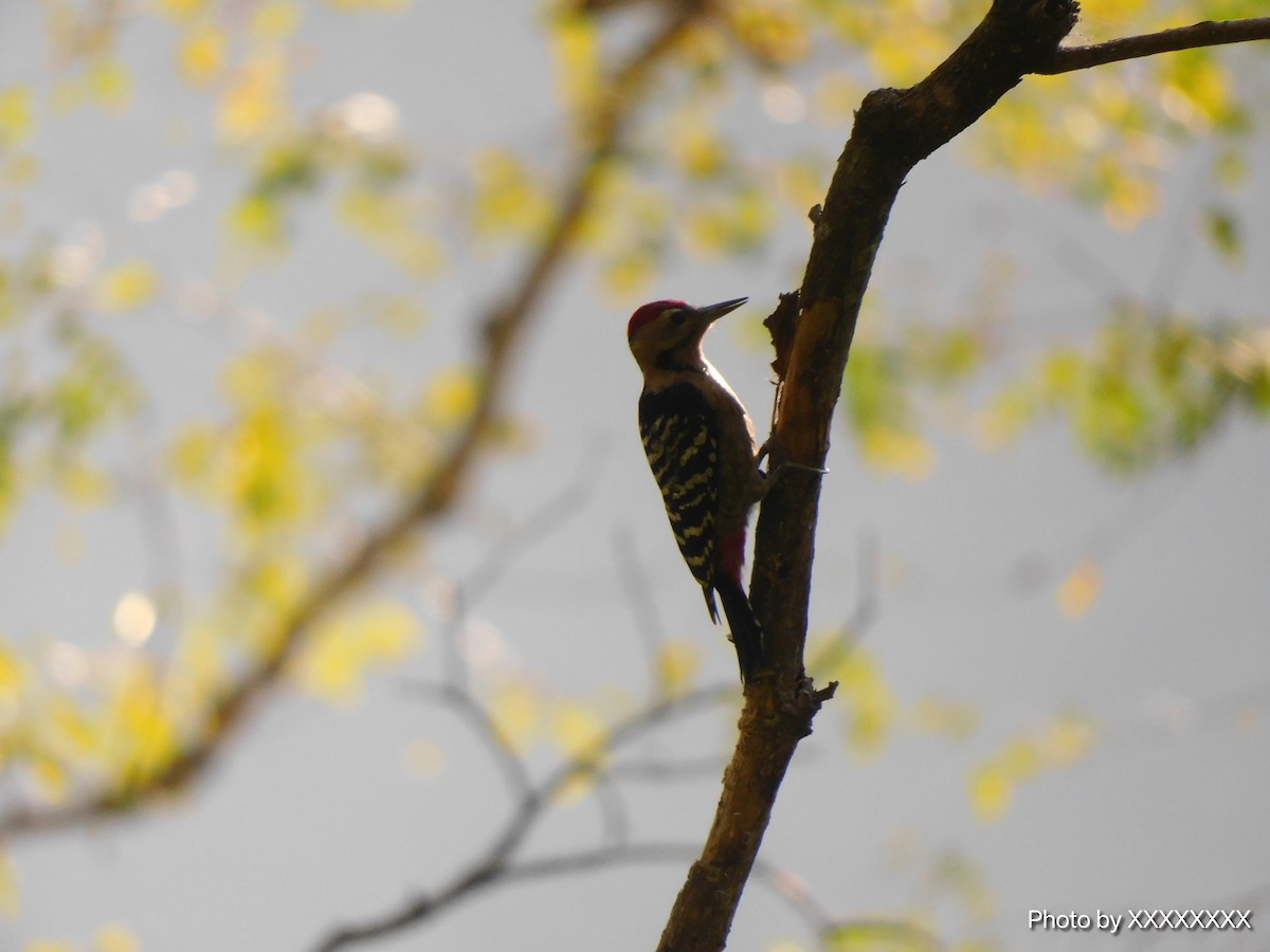 Fulvous-breasted Woodpecker - ML645259889