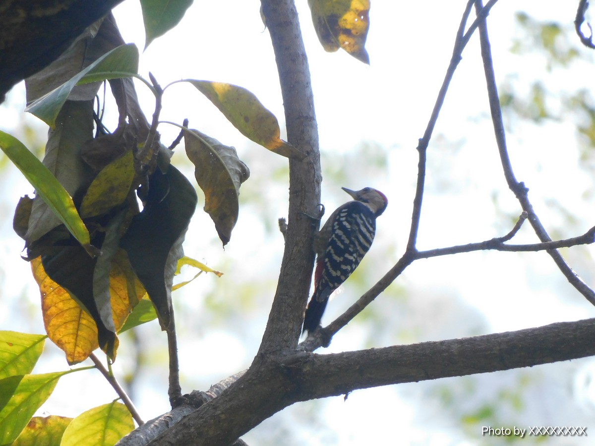 Fulvous-breasted Woodpecker - ML645259891