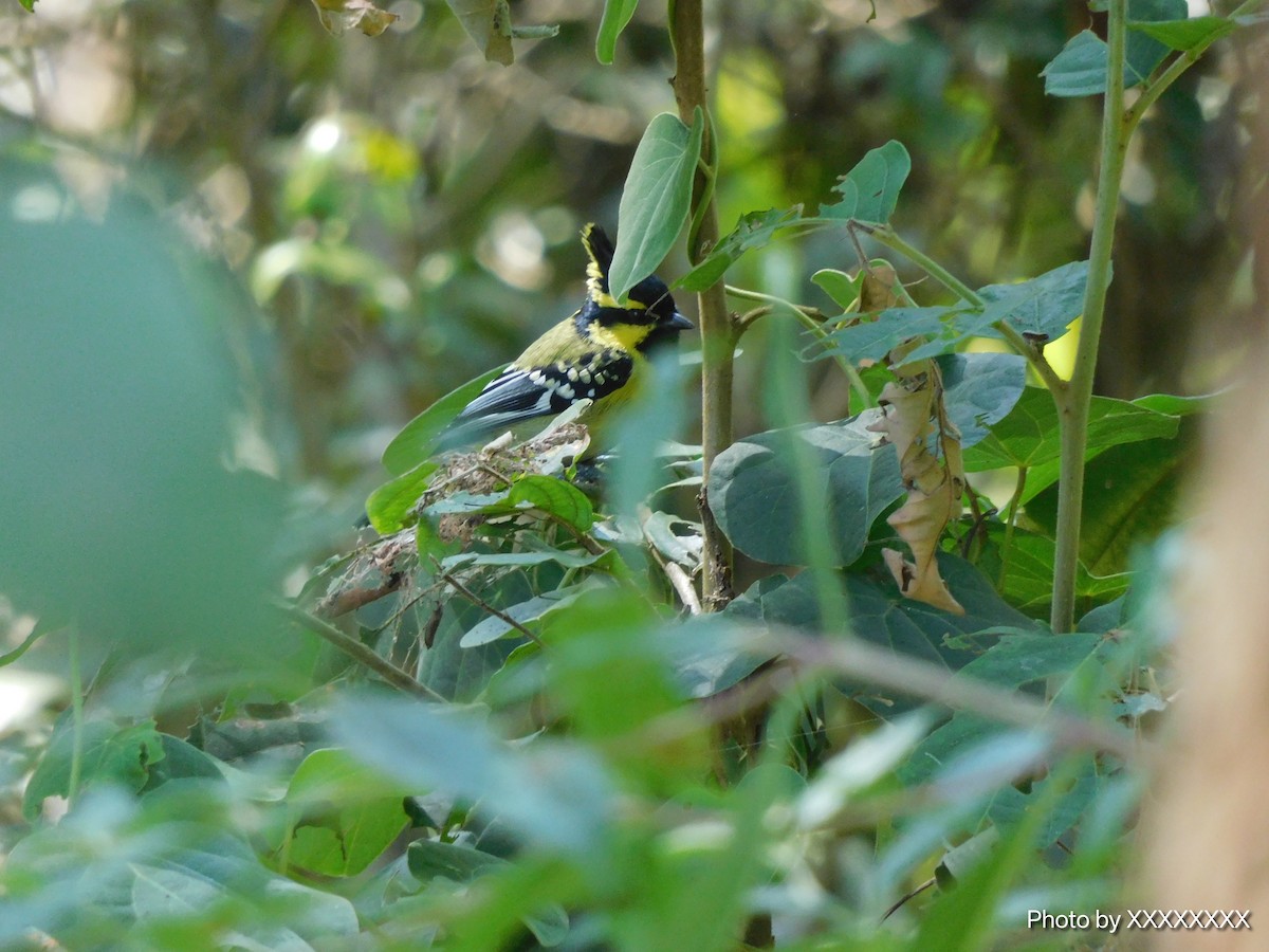 Himalayan Black-lored Tit - ML645259897