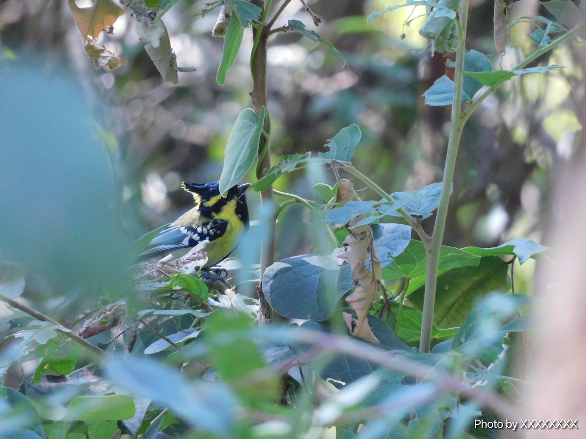 Himalayan Black-lored Tit - ML645259898