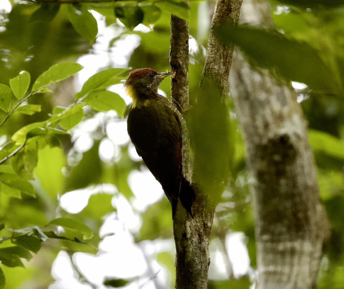Lesser Yellownape (Chinese) - ML645259899