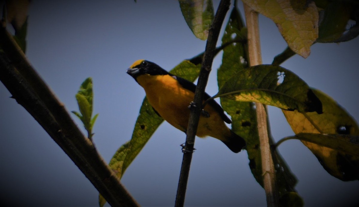 euphonia sp. - ML645259905