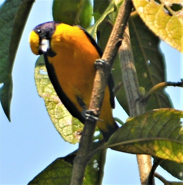 euphonia sp. - ML645259906