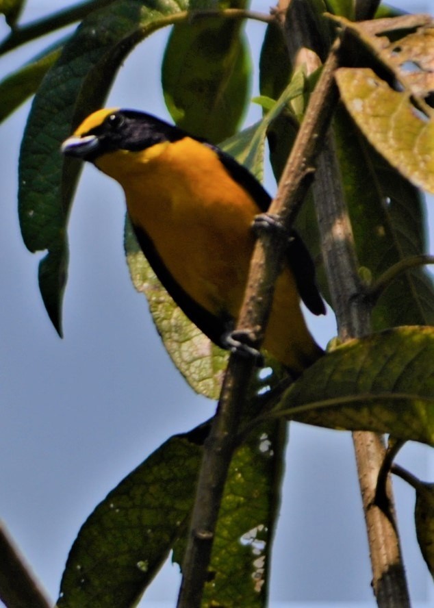 euphonia sp. - ML645259907