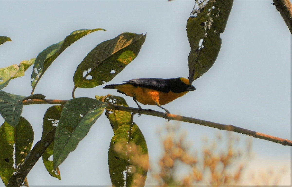 euphonia sp. - ML645259908