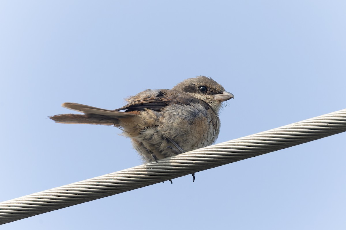 Tibetwürger - ML645259909