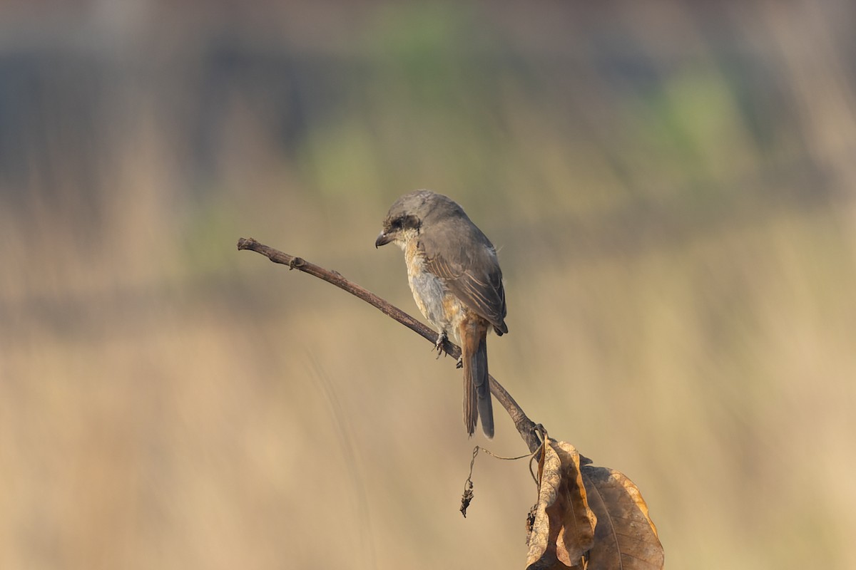 Tibetwürger - ML645259910