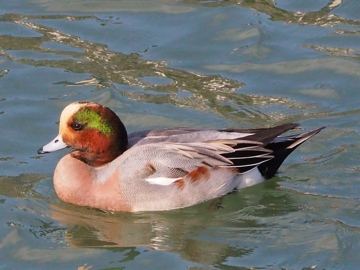 赤頸鴨x葡萄胸鴨(雜交) - ML645259924
