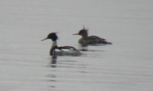 Serreta Mediana - ML645259926