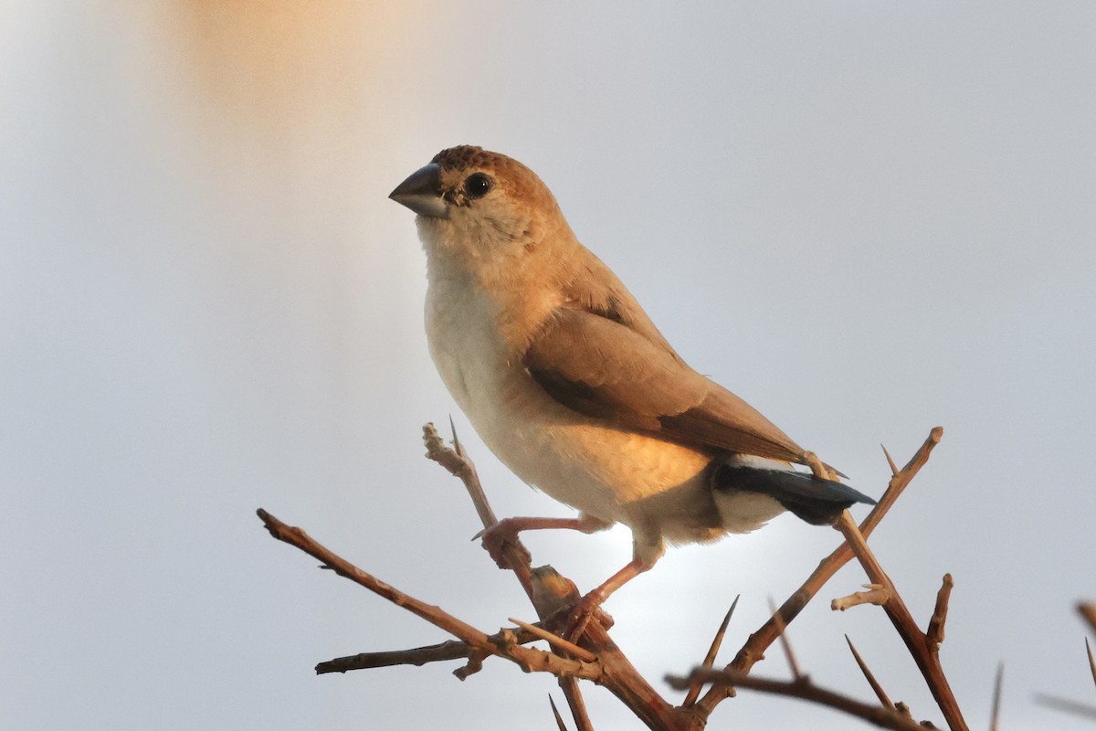 Indian Silverbill - ML645259931