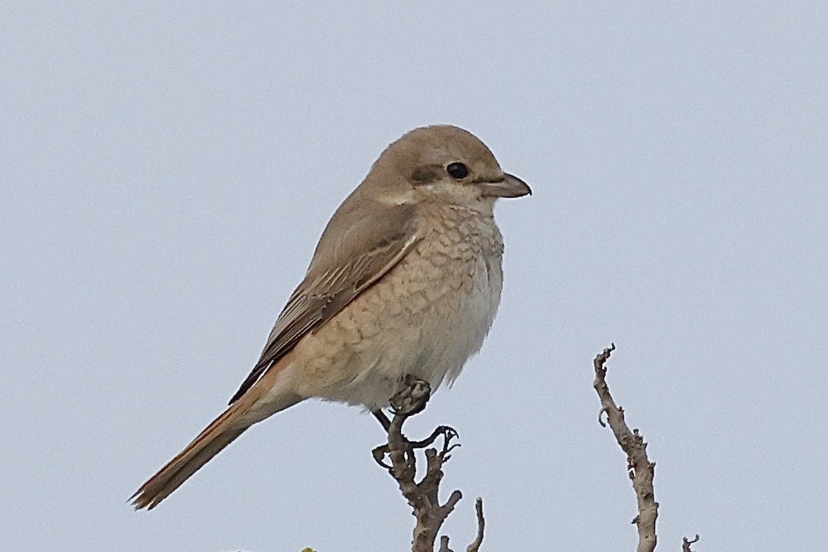 isabellavarsler - ML645259944