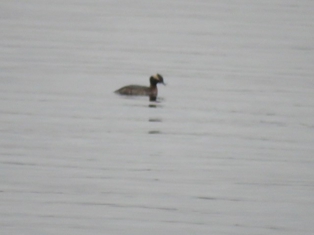 Horned Grebe - ML645259945