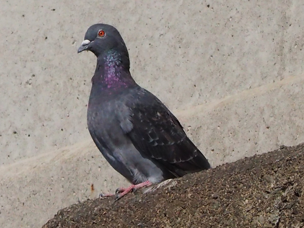 野鴿(野化) - ML645259947