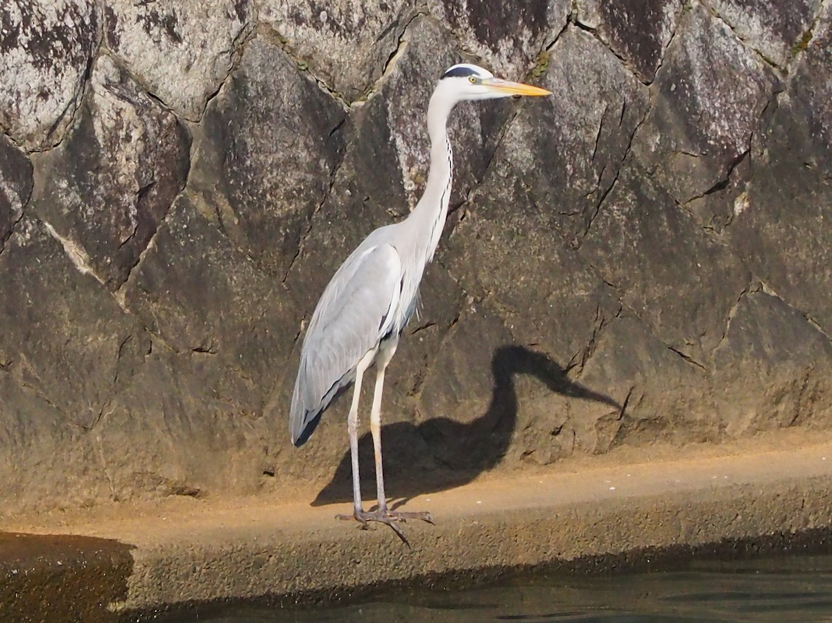 蒼鷺 - ML645259955