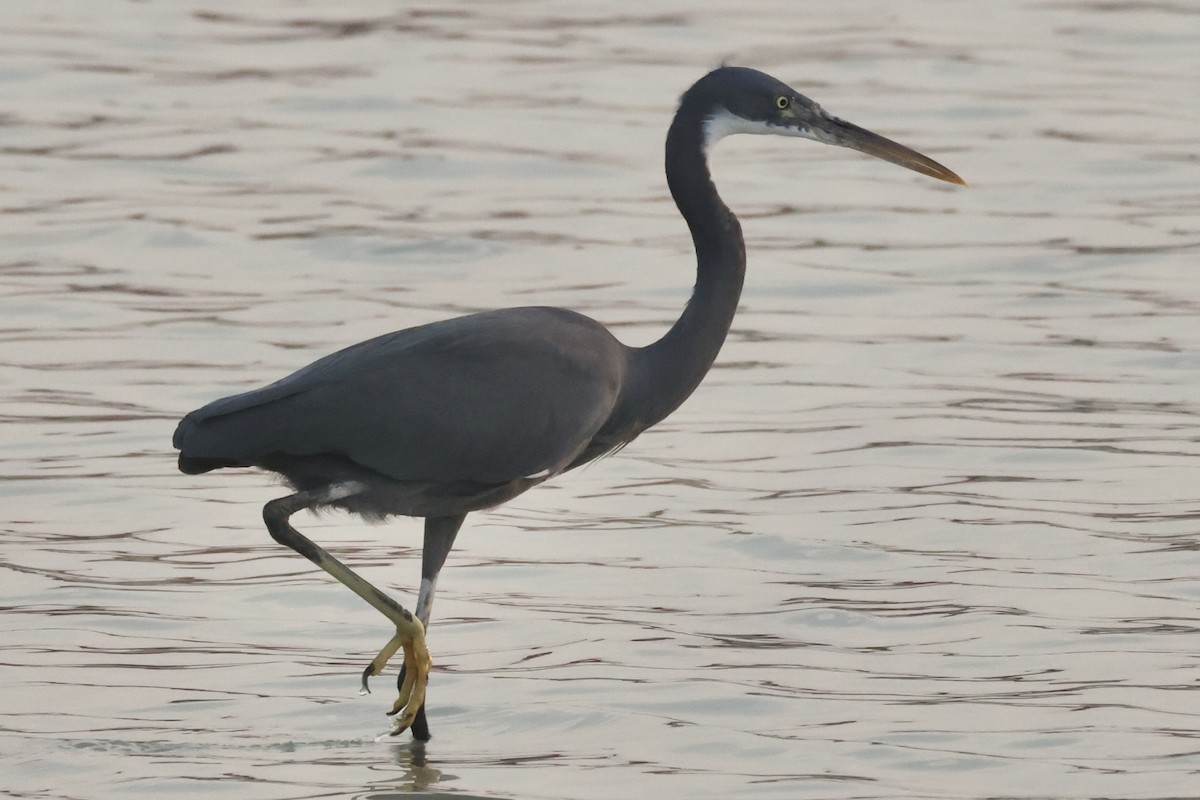 Western Reef-Heron - ML645259956