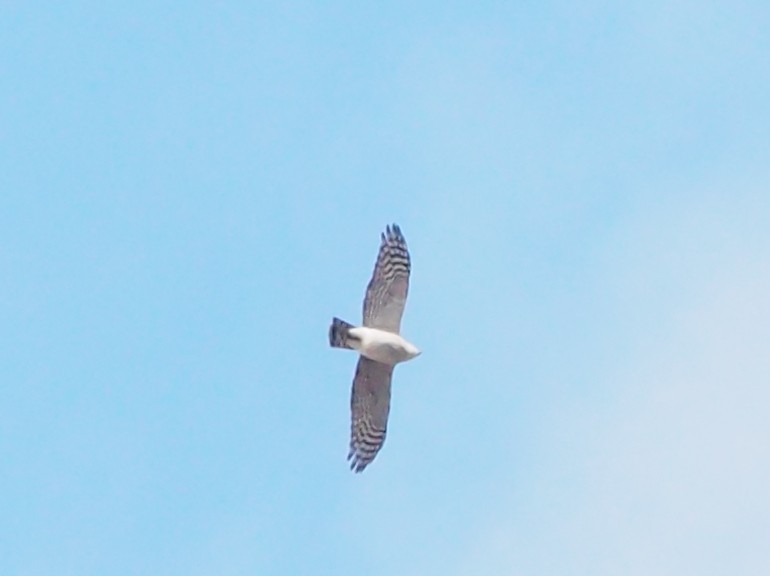 北雀鷹 - ML645259957