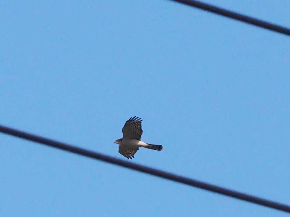 北雀鷹 - ML645259958