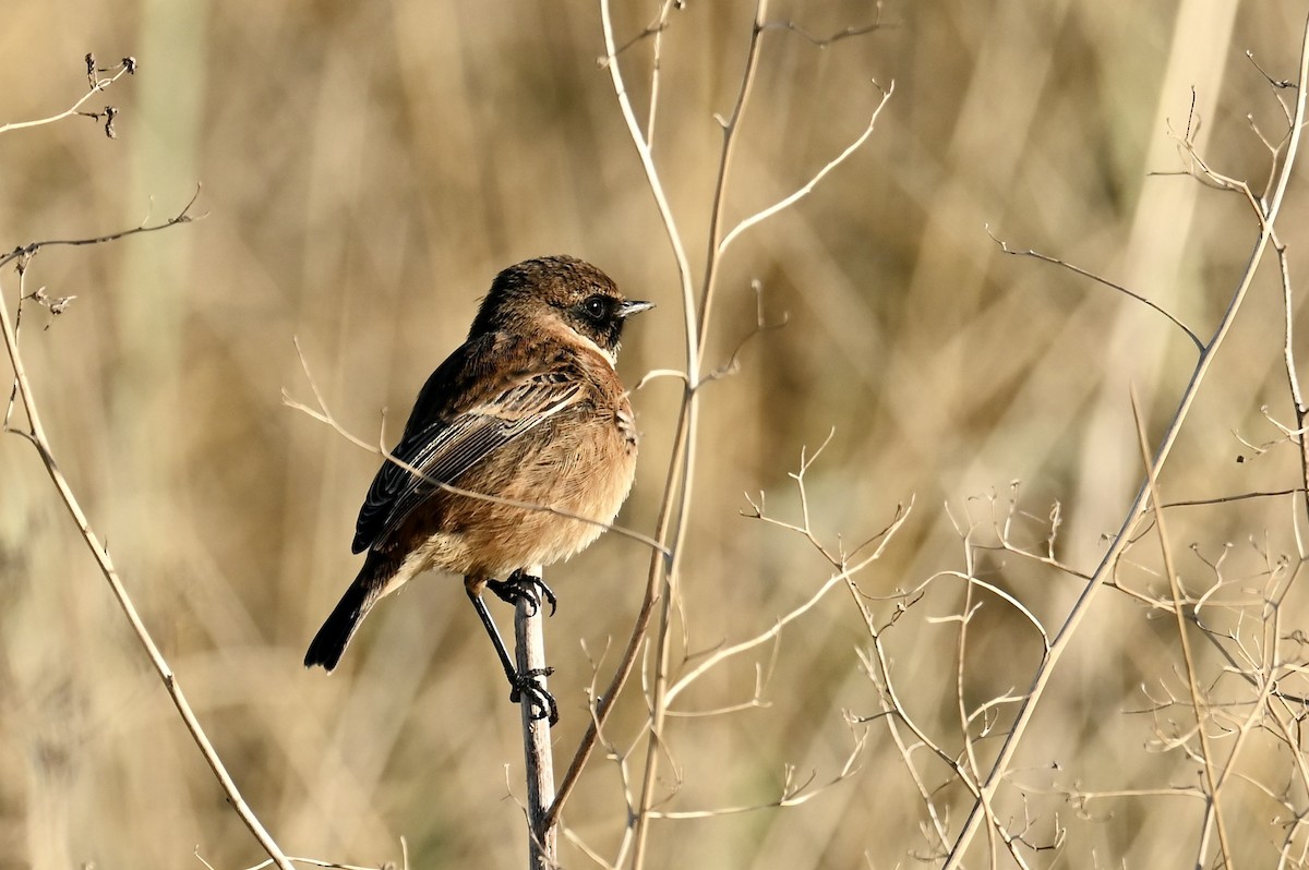 European Stonechat - ML645259959
