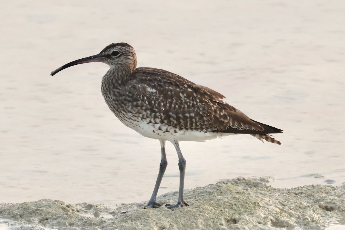 Eurasian Whimbrel - ML645259960