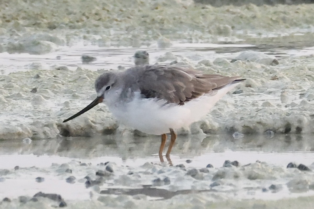 Terek Sandpiper - ML645259961