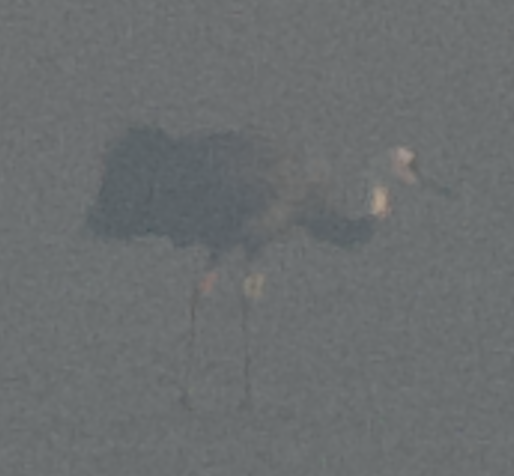 Hooded Crane - ML645259962