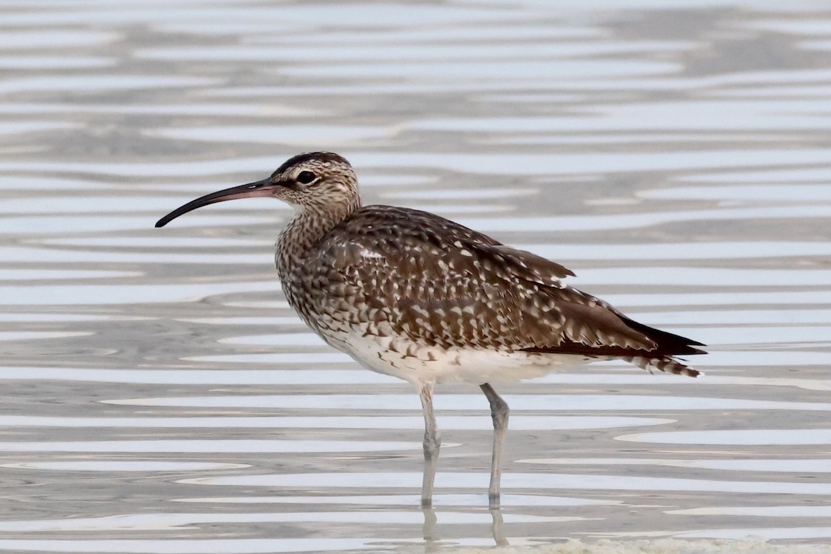 Eurasian Whimbrel - ML645259964