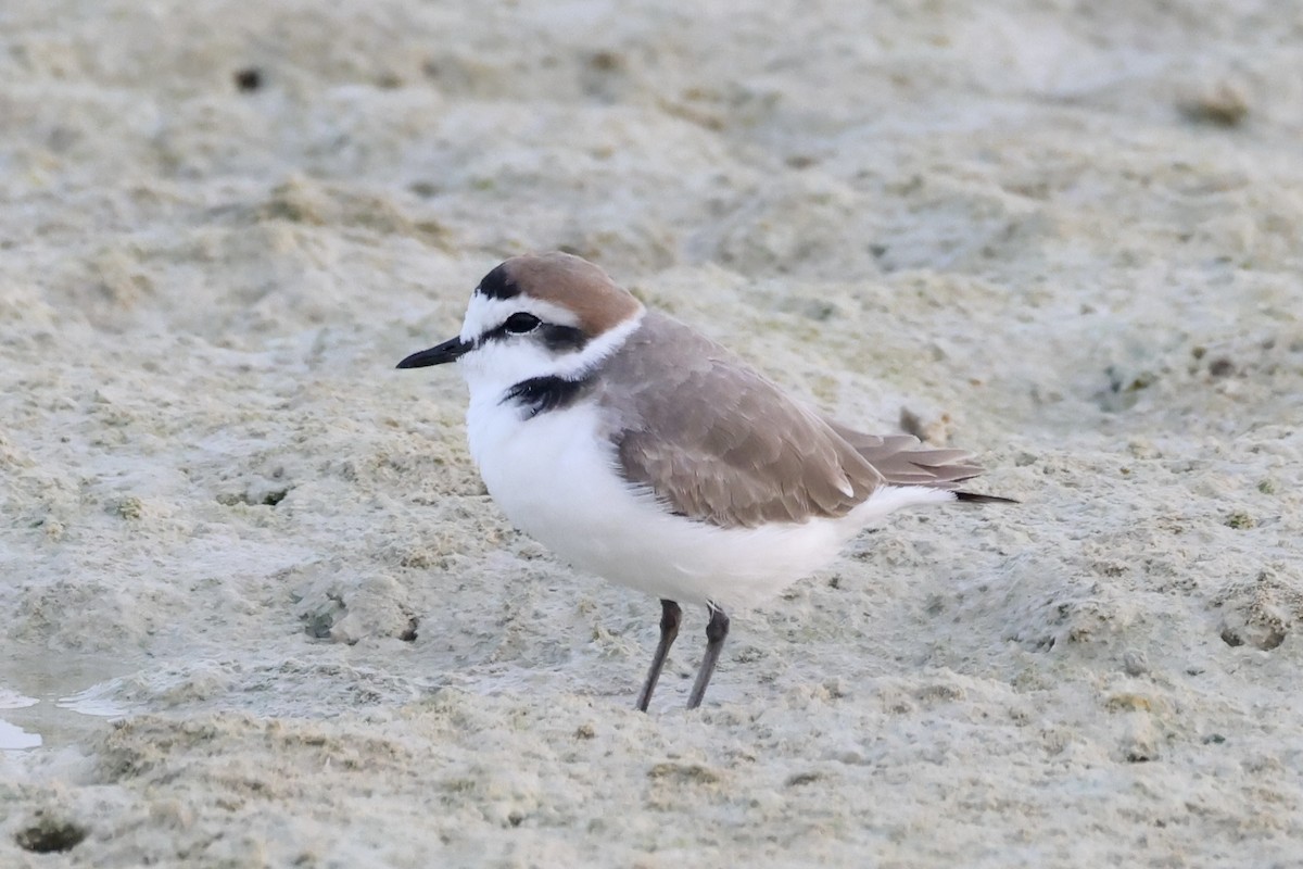 Kentish Plover - ML645259968