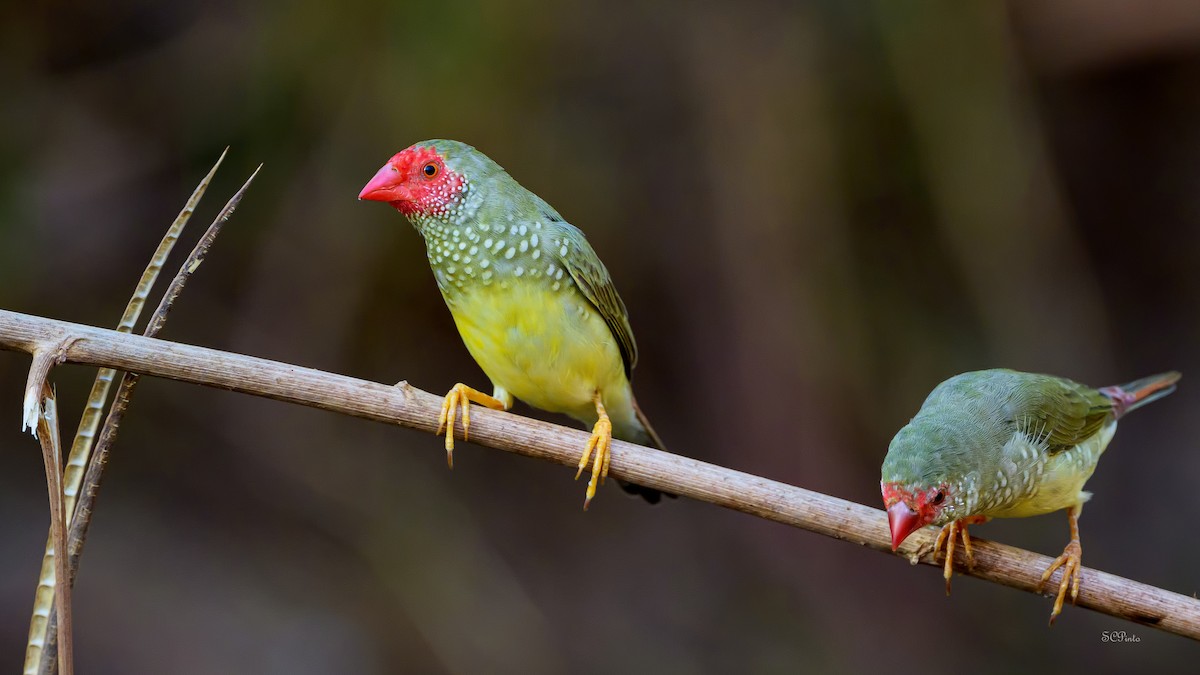 Star Finch - ML645259970