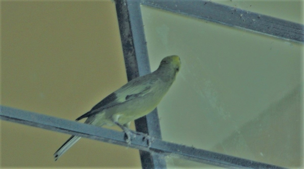 Tangara des palmiers - ML645259978