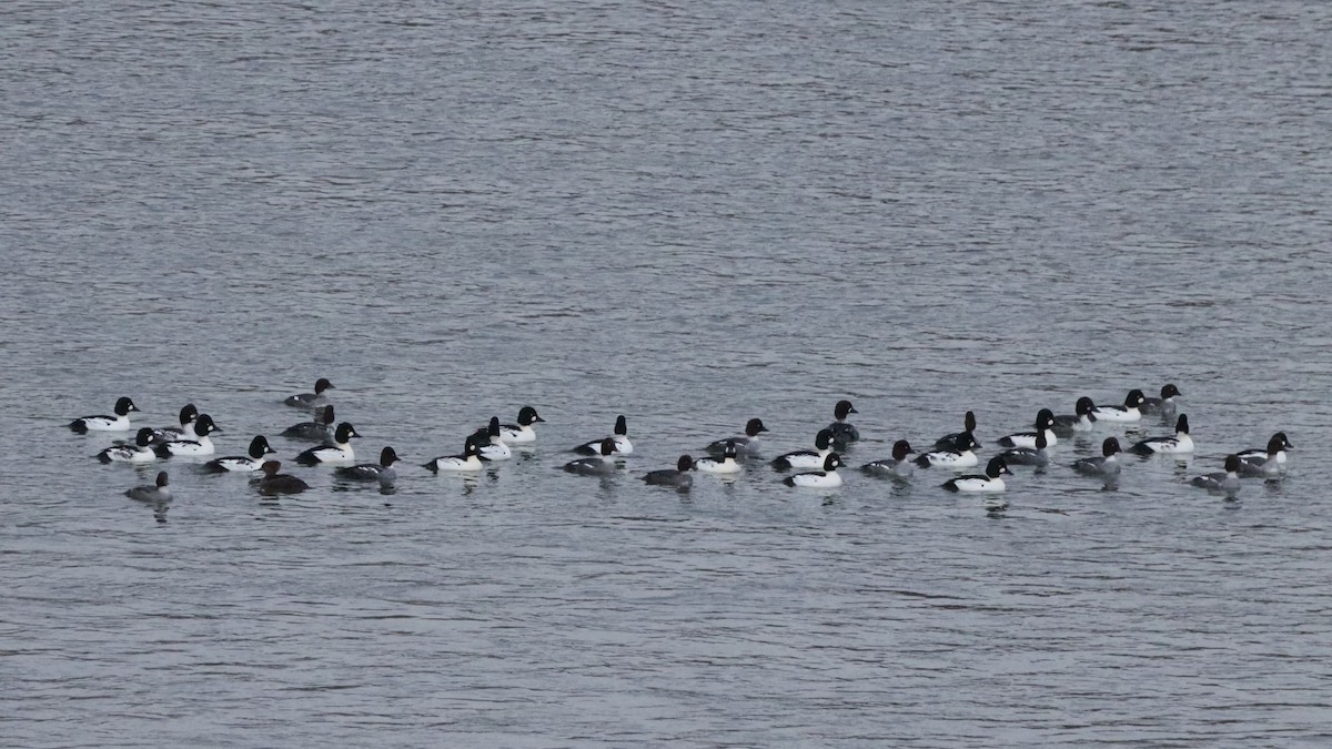 Common Goldeneye - ML645259981