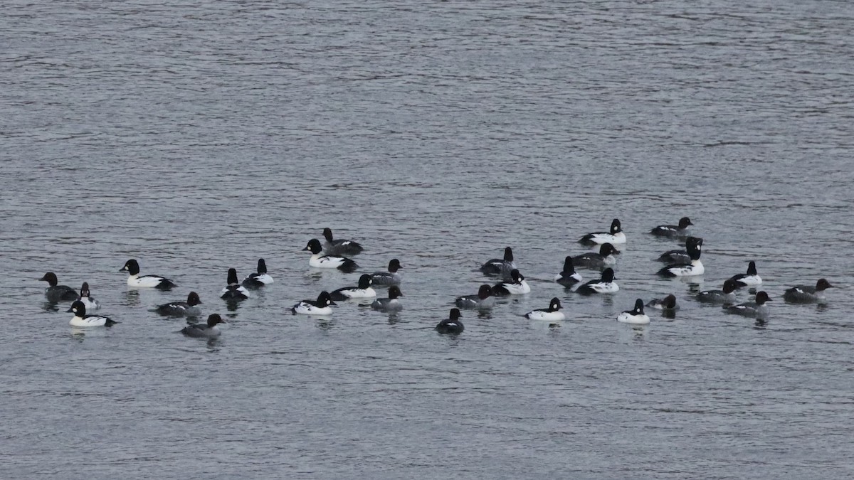 Common Goldeneye - ML645259982