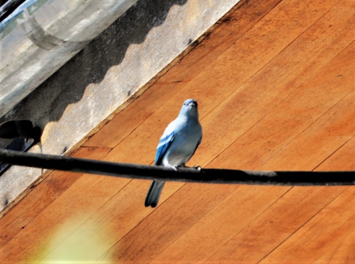 Blue-gray Tanager - ML645259983