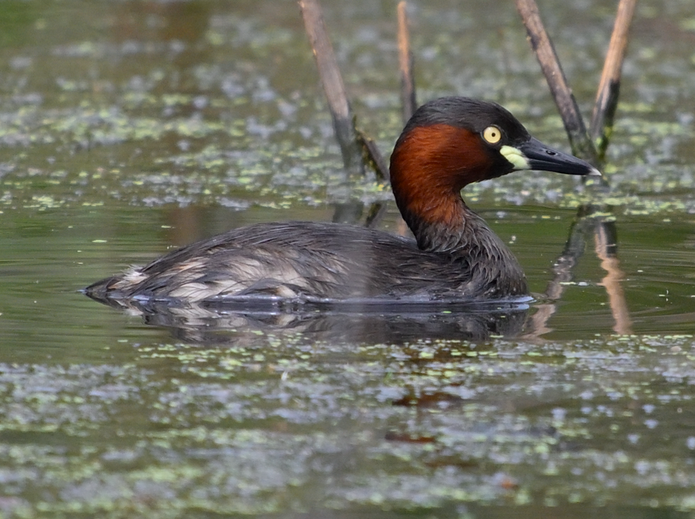 Little Grebe - ML645259993