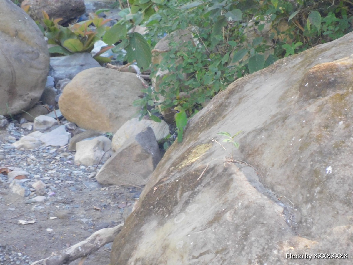 Orange-bellied Leafbird - ML645259994