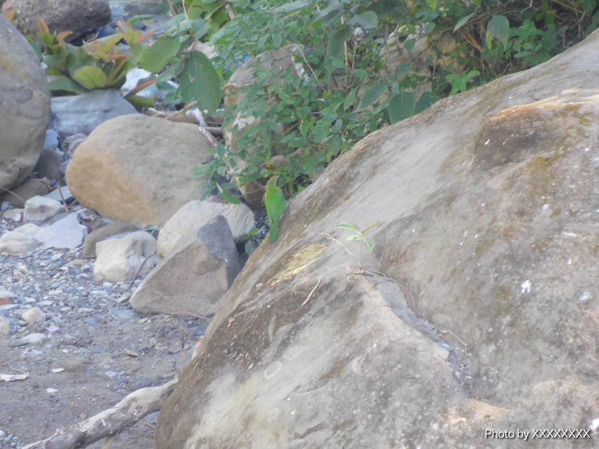 Orange-bellied Leafbird - ML645259995