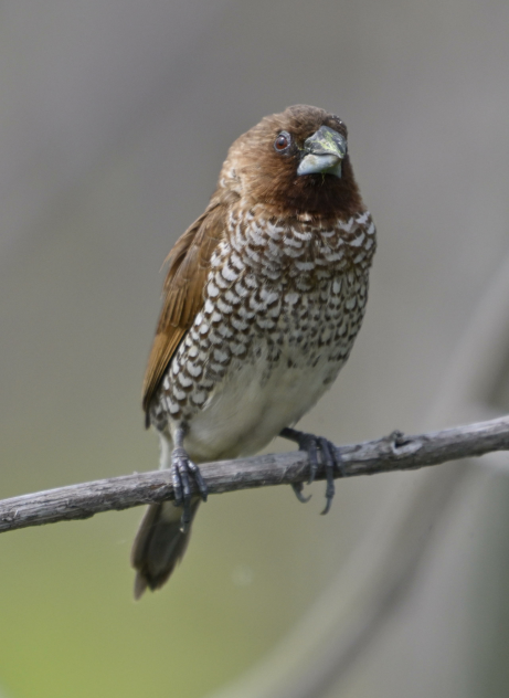 Scaly-breasted Munia - ML645259998