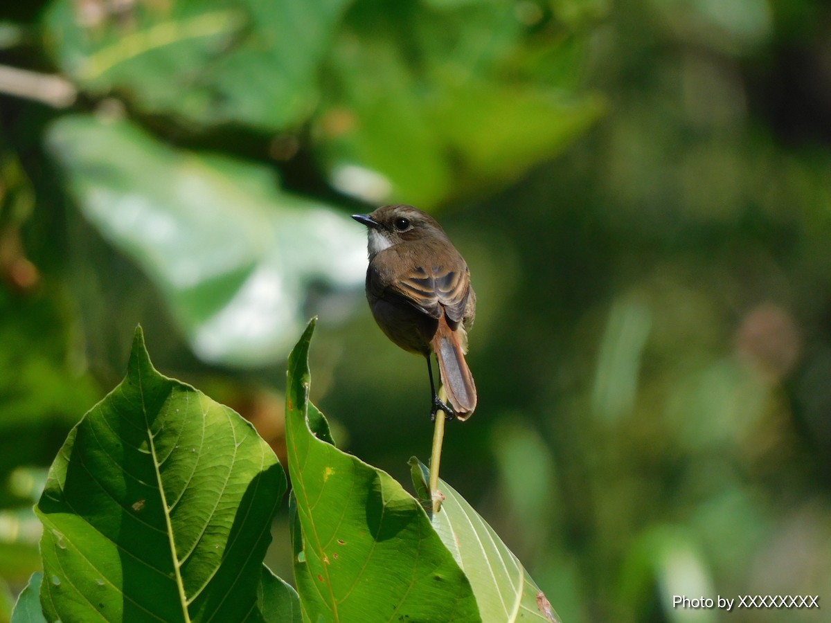 Gray Bushchat - ML645260002