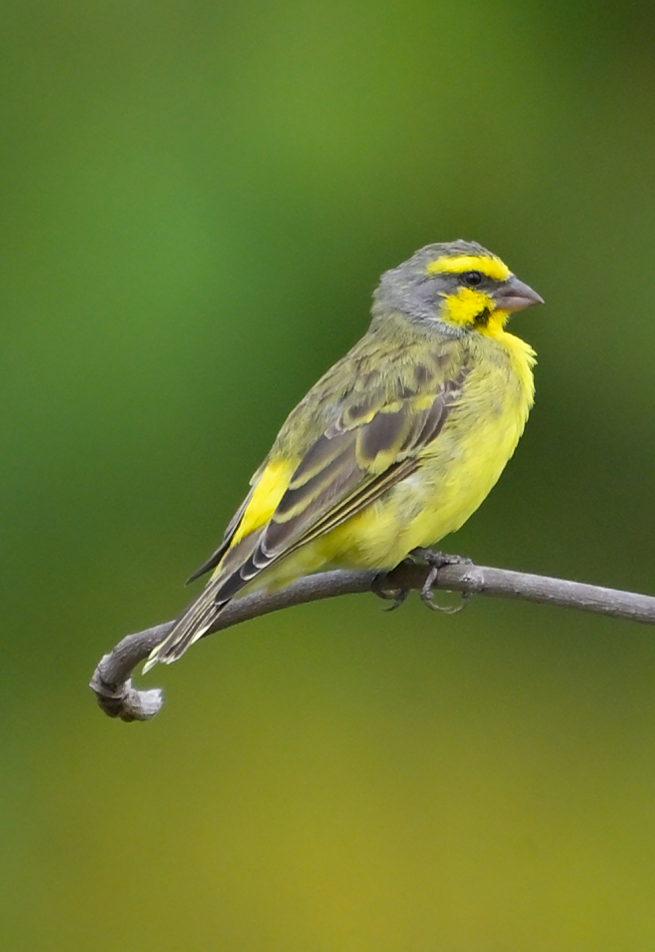 キマユカナリア - ML645260007