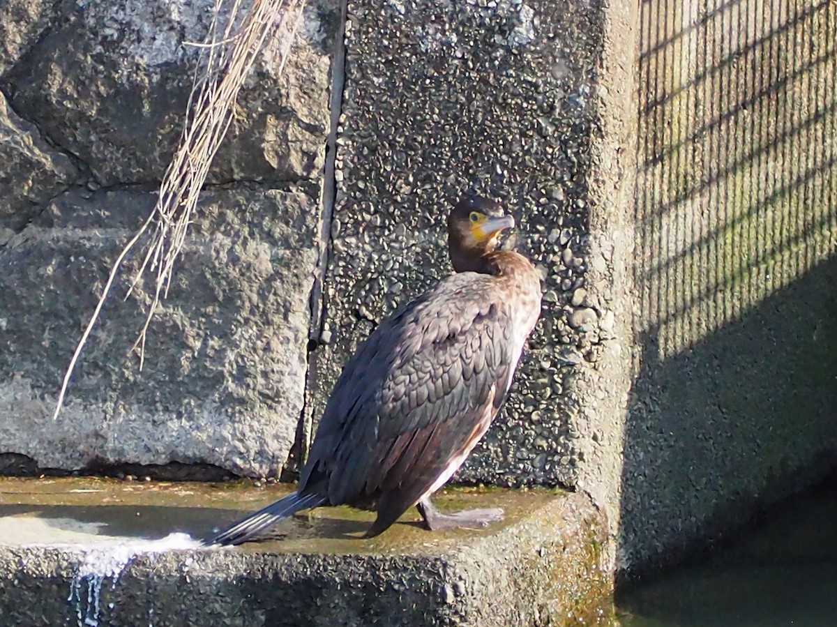 鸕鷀/丹氏鸕鷀 - ML645260009